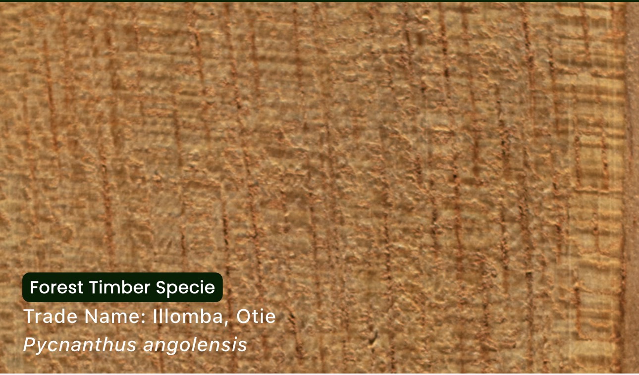 OTIE WOOD - Illomba Timber (Pycnanthus angolensis) - Image 2